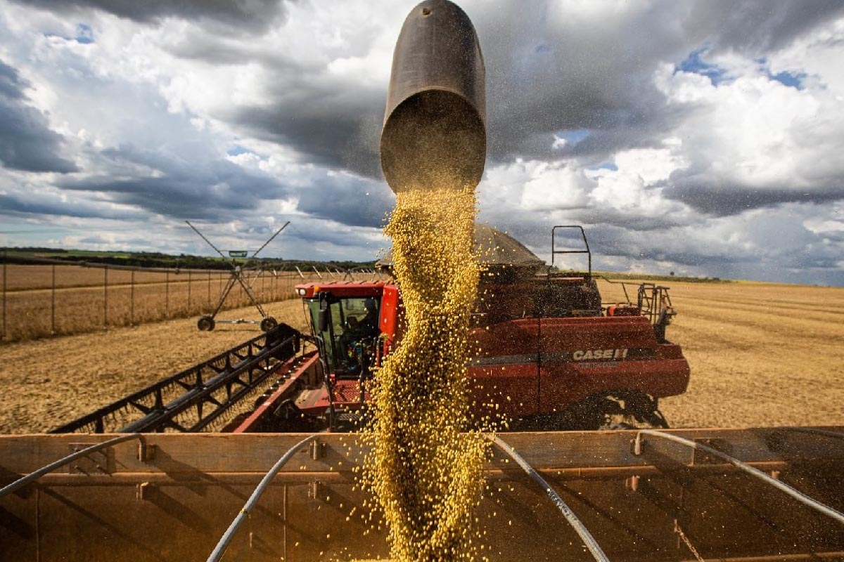 Conab mantém projeção da safra de soja no Brasil e destaca Goiás como terceiro maior produtor após quebra no RS