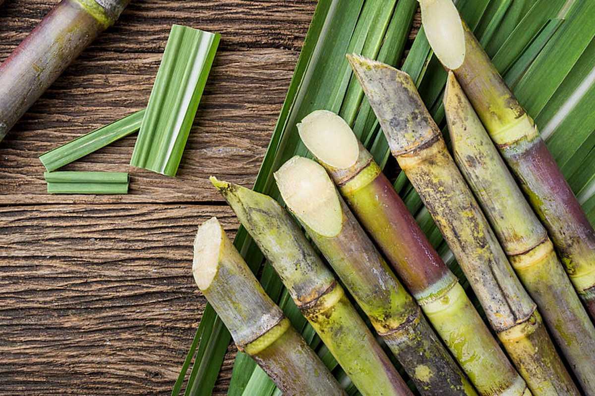 Expansão de moagem de cana atinge 5% nas regiões Norte e Nordeste na safra 2023/24